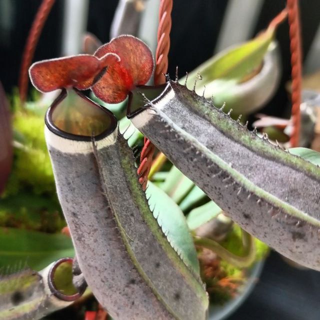 Непентес хищные растения