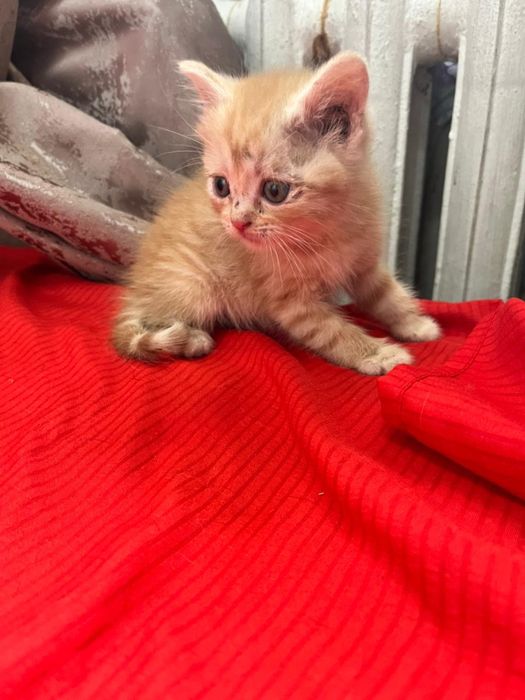 Продам котят британские