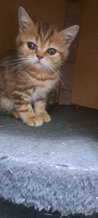 Продаётся котята