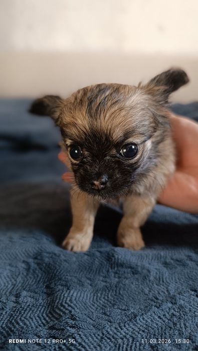 Щенок Чихуахуа (кобель)