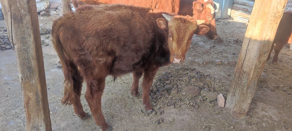 Продам бычков подсосных