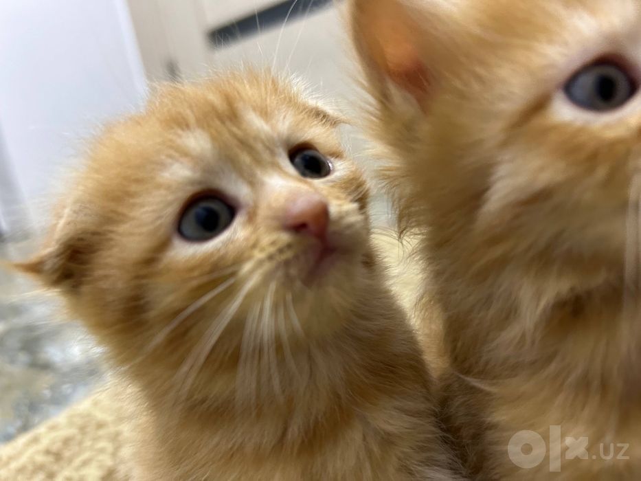 вислоухие котята