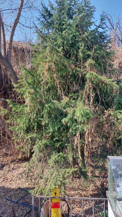 Ёлку продам самовывоз в центре города