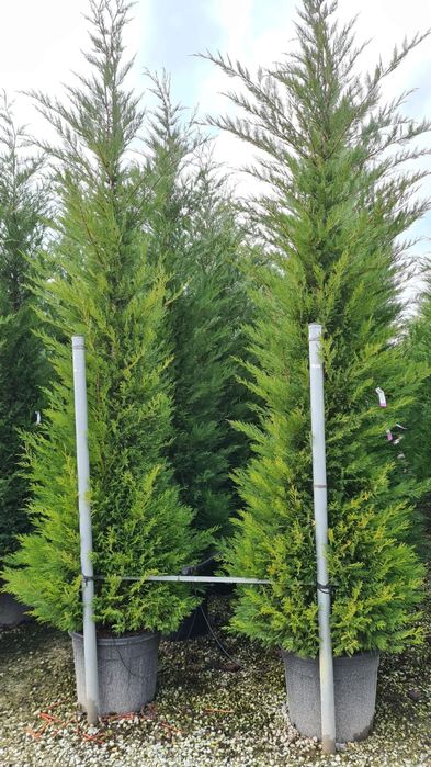 Enupar pe tulpină leylandy cryptomeria japonica Rododendroni