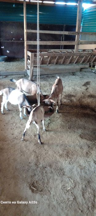 Ұрғашы тәуір лақтар бар 3 шт