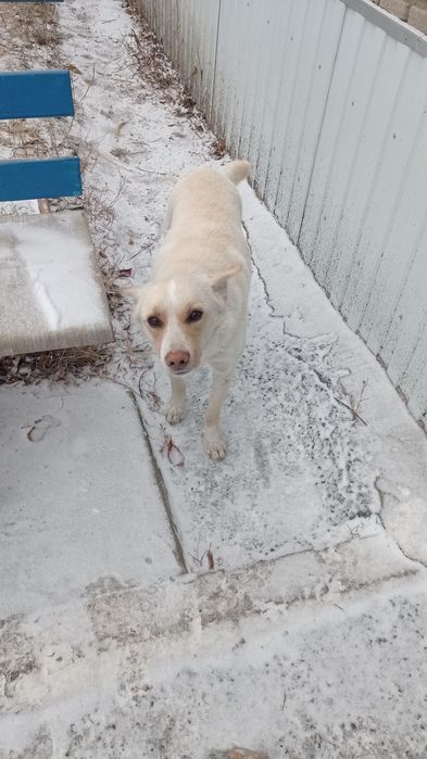 Собачки_ищем дом для них