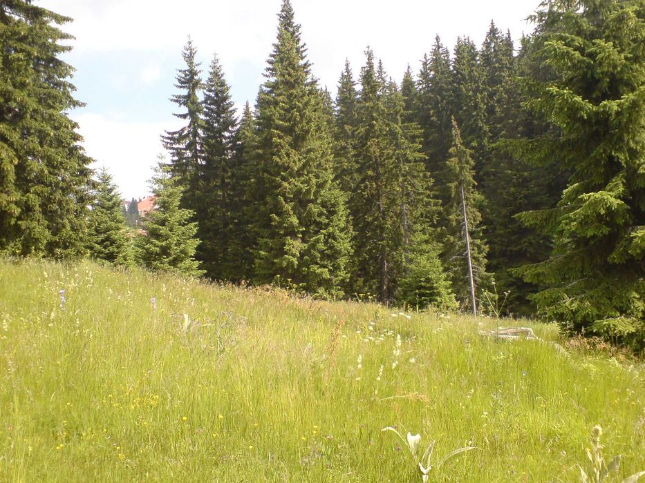 Продава се Парцел в к.к. Пампорово - 3565 кв.м за 20 €/кв.м - Снимка #4