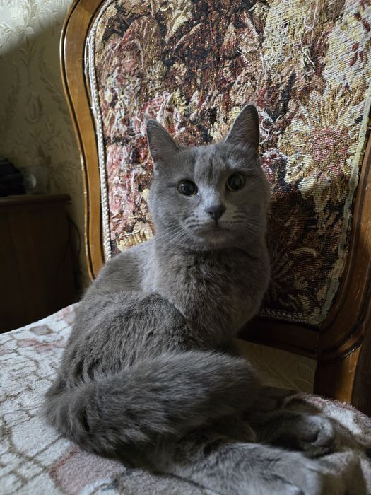 Отдадим в хорошие руки