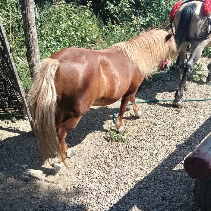 Caută proprietar nou