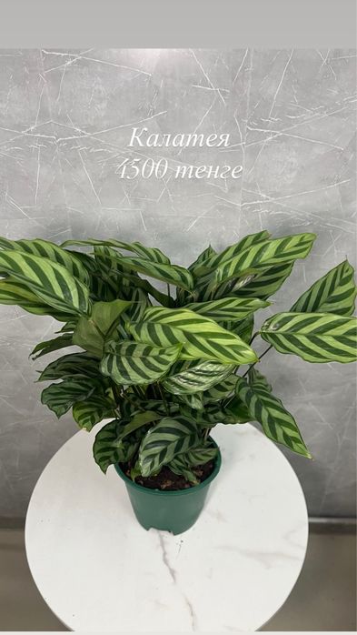 Продам комнатный растения