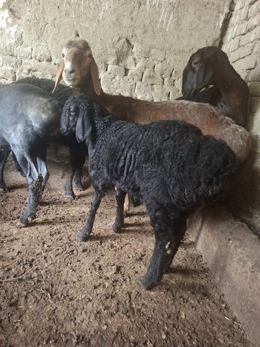 Sotiladi quylar ona  bola: 8 500 000 so’m