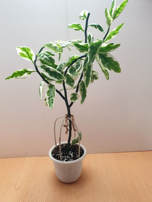 Педилантус. Комнатное растение.