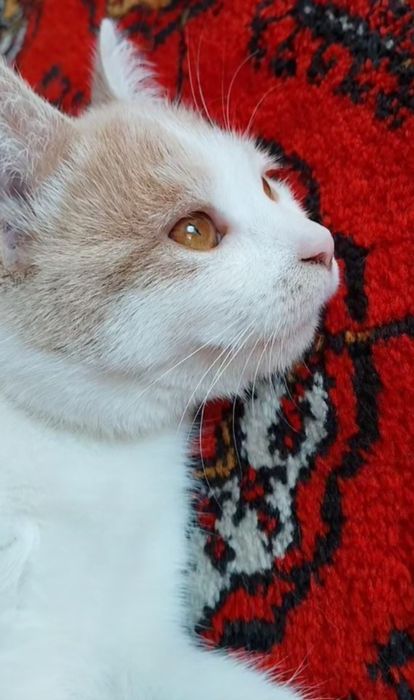 Пожалуйста умоляю вас верните нам нашу кошечку мы очень по ней скучаем