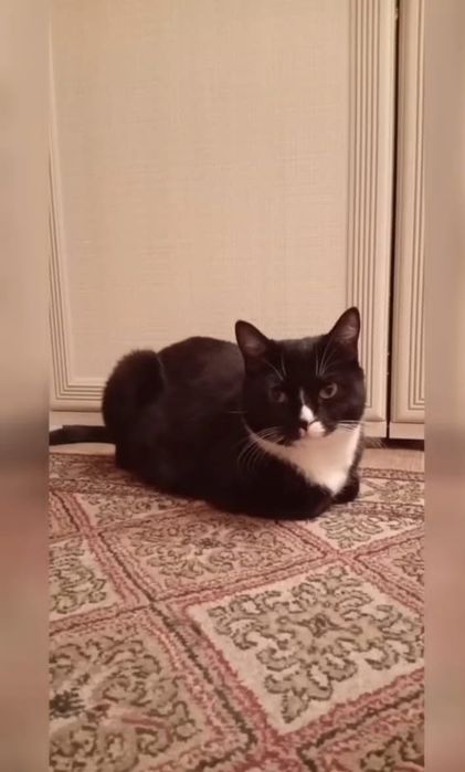 Отдам кошку в добрые руки!