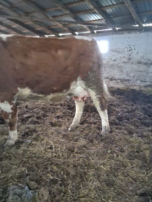 Vaca fatata de vanzare