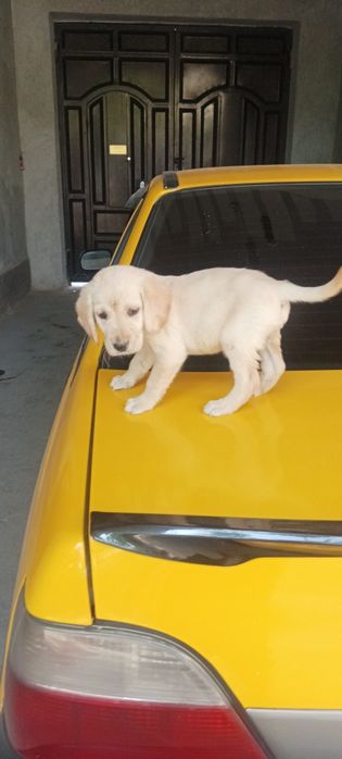 Продается шинки Лабрадор  Кучук болалри сотлпти