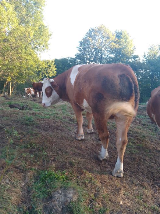 Vaci și vitei de vânzare