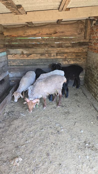 Бараны кошкары на айт