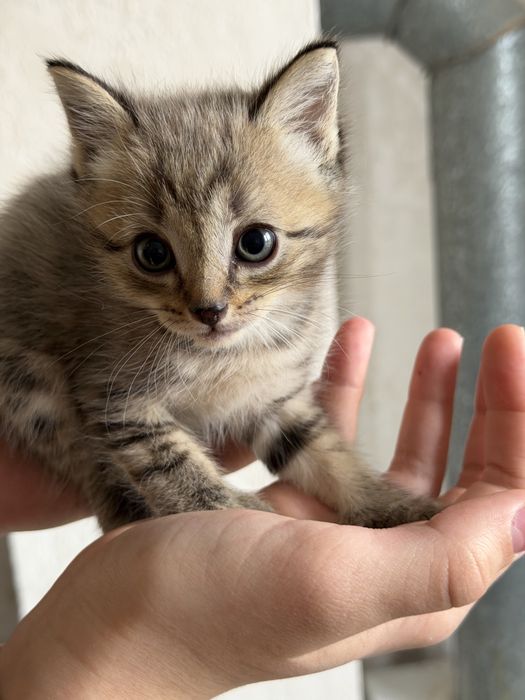 Отдам котят в добрые руки