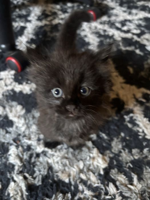 Котенок в добрые руки