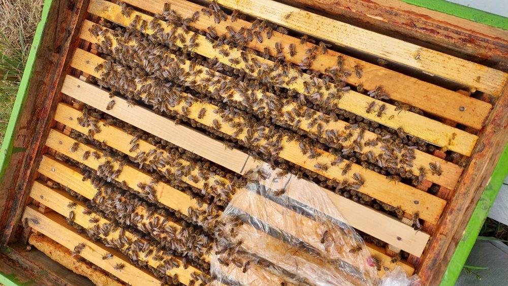 Familii de Albine de vânzare