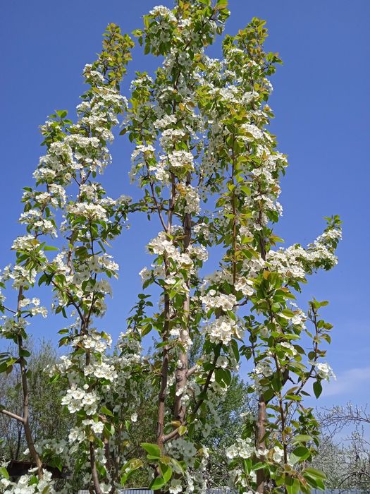 Обрезка плодовых деревьев