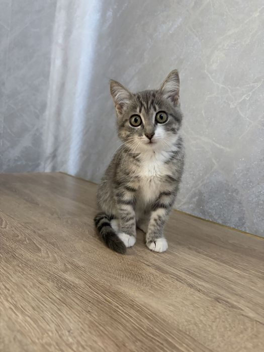 котенок бесплатно