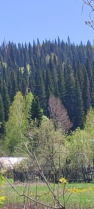 Продам участок 25 соток в с.Топиха