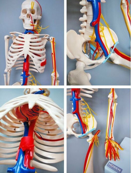 Скелет человека 85см, муляж, макет, Skelet,