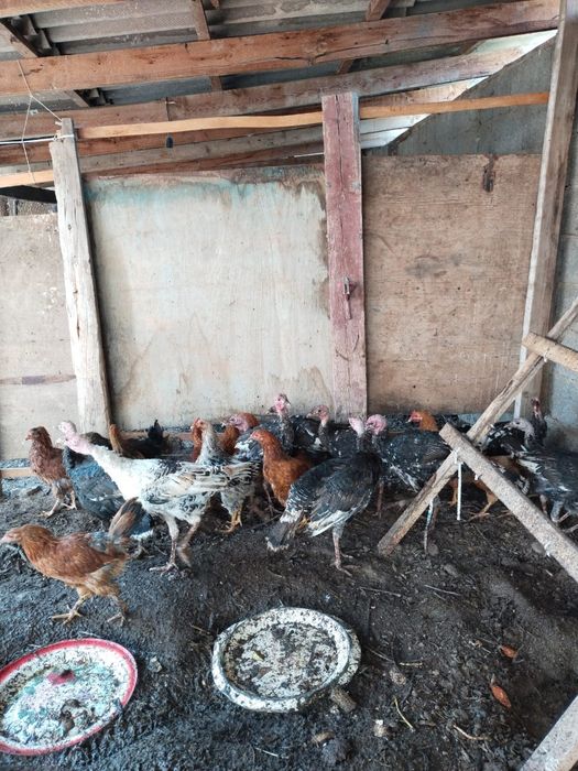 Үндіктер мен тауықтар