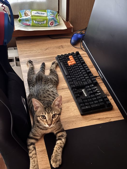 Кот, котята, котенок