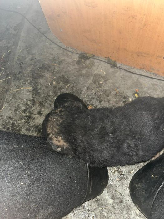 Овчарка немец девочка