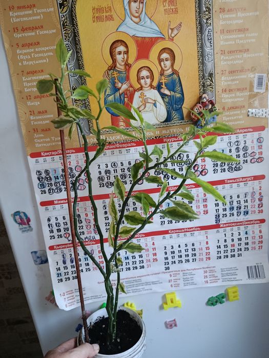 Продам Педилантус
