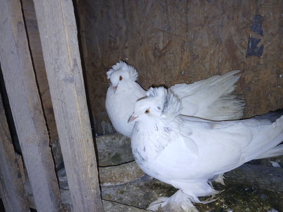 Porumbei de ornament