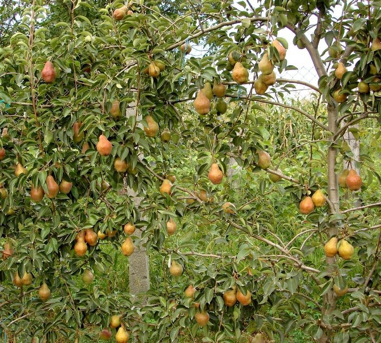 Pomi Fructiferi Stravechi Glia Stramoseasca (Păr )