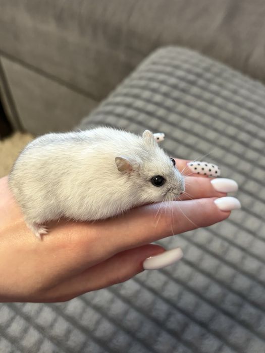 Джунгарские хомячки