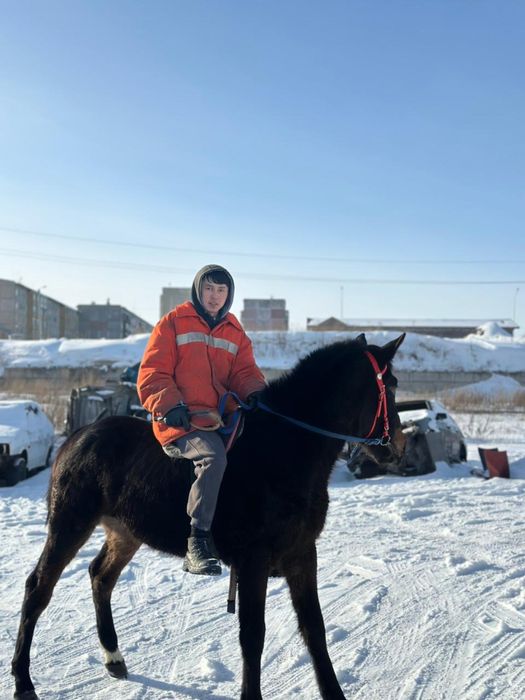 Таза қан байтал шғар ағылшын