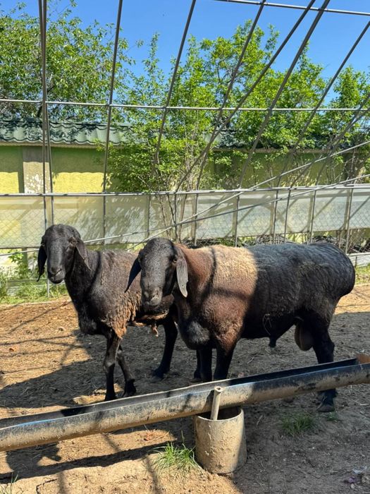 Кошкар, ұрықтық қошқар