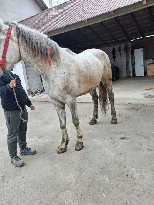 Vând cal castrat bună de munca  garantat   bună de munca 6 ani la gura