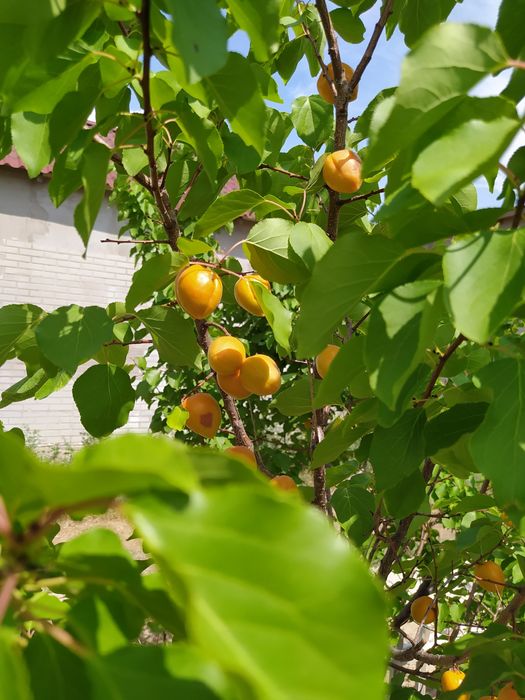 Продам дом. Обмен.