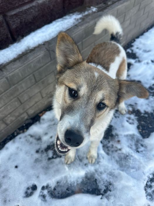 Отдадим щенка в хорошие руки