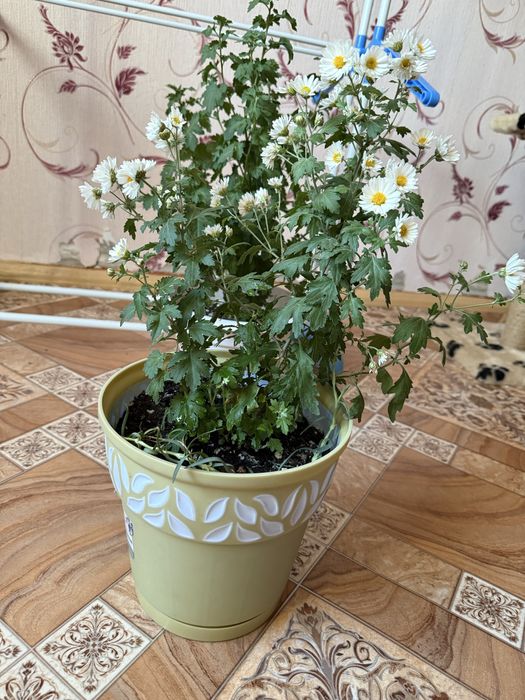 Корейская мультифлора