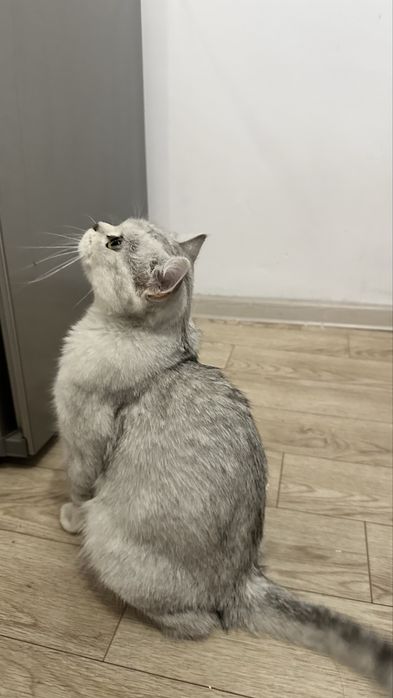 Отдам кошку в добрые руки
