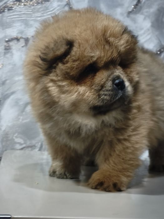 Щенки Чау-чау малыши