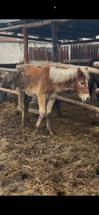Байтал кобылка лошадь жылкы