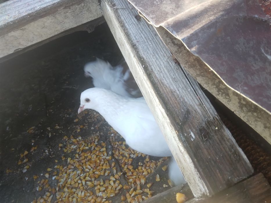 Vând 3 porumbei unul încălțat,unu capucin,si o poștă albă