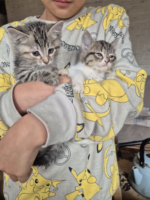 Отдам в хорошие руки домашних, умненьких и хорошеньких котят 2  месяц