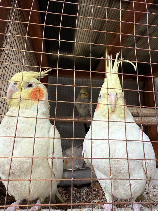 Попугай Корелла Продаётся Оптом, Один из них ручной все домашние