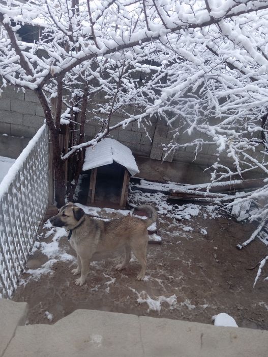 Ит сатылады 1жас