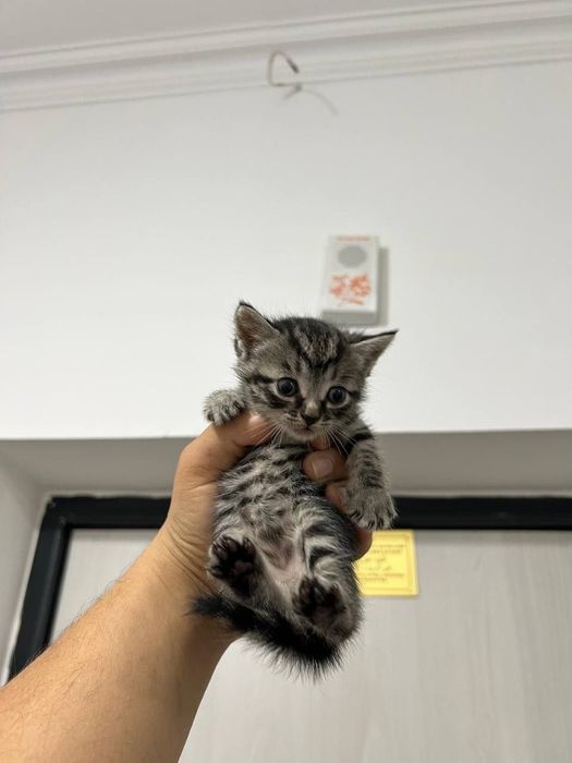 Scotish Strayt котенок